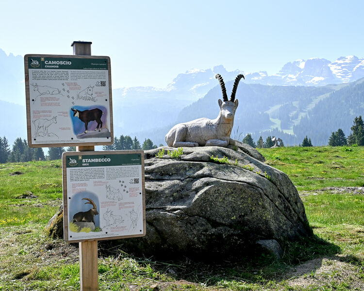 Junior Park Madonna di Campiglio: un parco speciale per scoprire la fauna di montagna