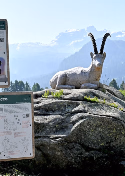 Junior Park Madonna di Campiglio: un parco speciale per scoprire la fauna di montagna