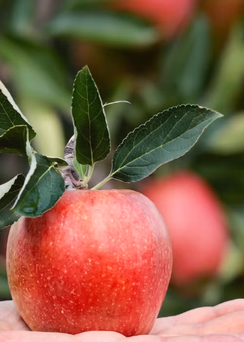 Prodotti &ldquo;Qualit&agrave; Parco&rdquo;: la natura in tavola